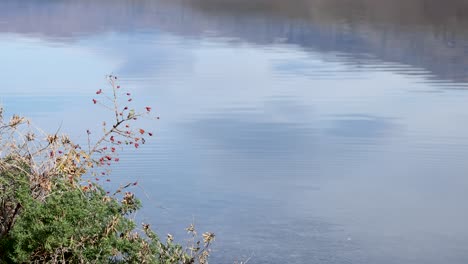 calm waters of lake tekapo with gentle ripples, surrounded by lush greenery and berries under soft daylight