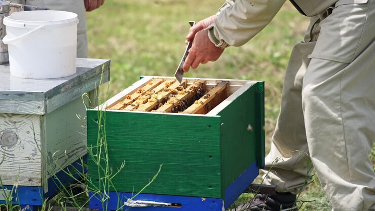 Man working at bee apiary. Close up of man working with bees in the apiary