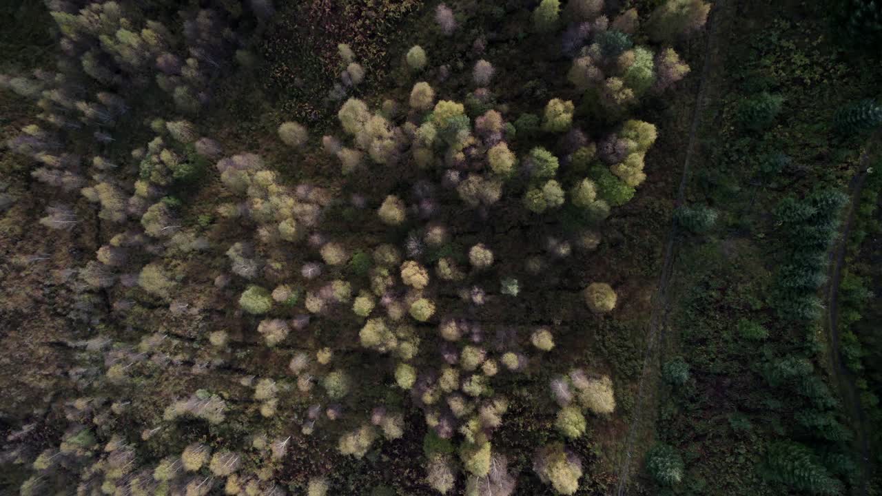 un dron se eleva directamente sobre un dosel forestal de abedules nativos en pleno color otoñal, mirando directamente hacia abajo en la parte superior del dosel
