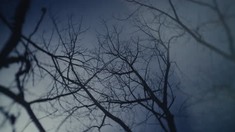Spooky Silhouette of Bare Trees at Night
