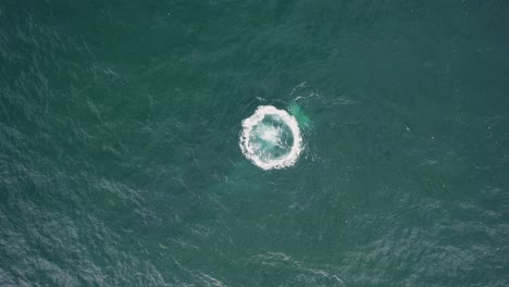 Aerial-view-above-a-whale-making-large-bubbles-under-water---top-down,-drone-shot