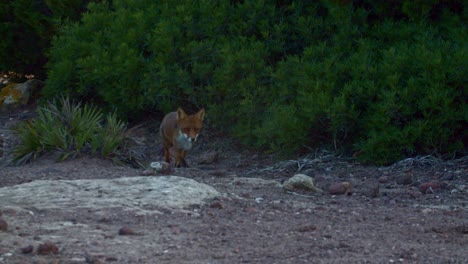 Establisher-view-of-fox-walking-towards-camera-at-golden-hour,-handheld,-slomo