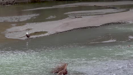 Wild-Bald-Eagle-takes-off-from-Nooksack-River-sandbar,-flies-away