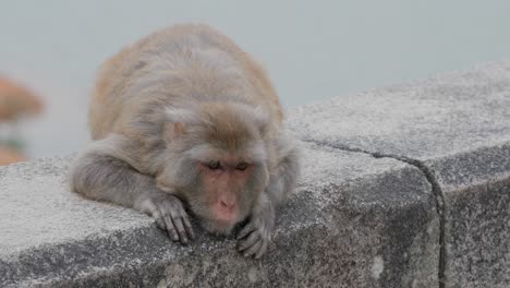 monkey on grey wall