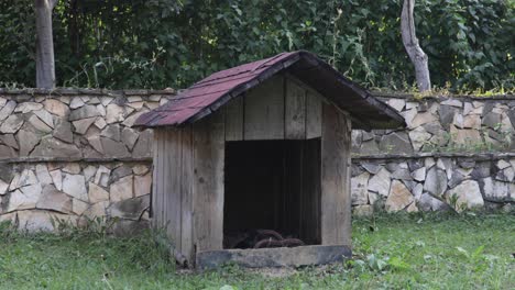 shot of abandoned dog house with shingle roof in backyard