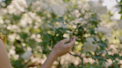 Una-Mujer-Cercana-Tocando-Rosas-Blancas-Con-La-Mano-Caminando-En-Un-Hermoso-Jardín-De-Rosas-Disfrutando-Del-Aroma-Natural-De-Las-Flores-Floreciendo