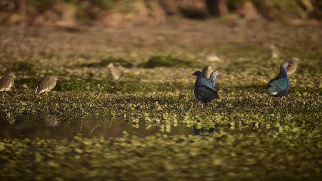 predatory bird trying to hunt grey-headed swamphens in wetland
