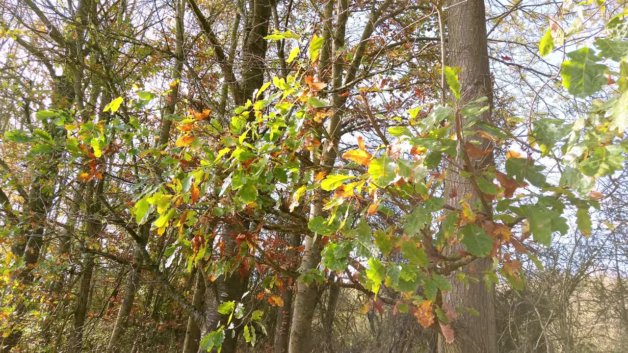 hojas de roble que cuelgan de una rama de un roble que comienza a cambiar de color a medida que se acerca el otoño