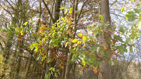 Eichenblätter,-Die-An-Einem-Ast-Einer-Eiche-Hängen,-Beginnen-Ihre-Farbe-Zu-ändern,-Wenn-Der-Herbst-Näher-Rückt