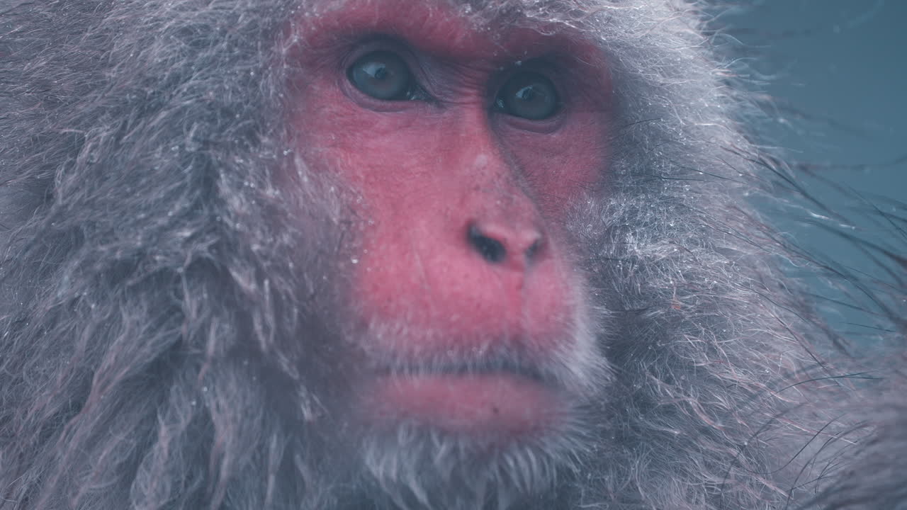 снежная обезьяна в горячем источнике: вблизи и лично с любопытным приматом в джигокудани яен коен, японской зимней стране чудес, наслаждаясь теплыми водами и живописными окрестностями в потрясающей замедленной съемке