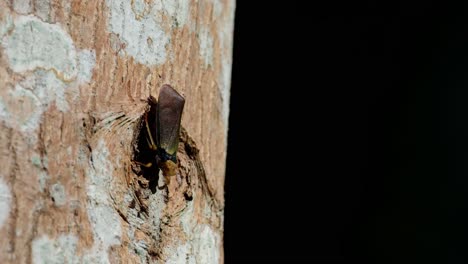 seen on the bark of a tree during the afternoon while another insect flies by casting a shadow, planthopper, fulgoromorpha, thailand