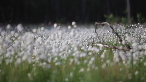 Hasenschwanz-Wollgras,-Büschel-Wollgras,-Hasenschwanz-Wollgras,-Eriophorum-Vaginatum-Zur-Blütezeit