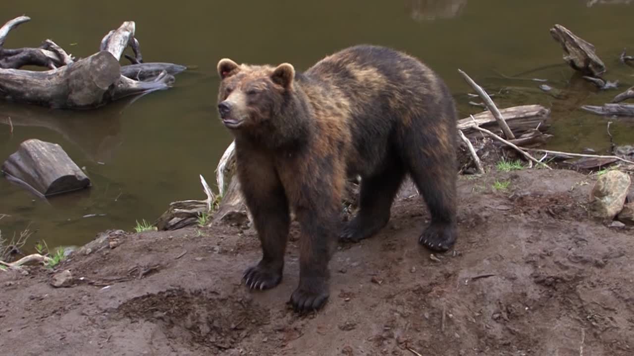 Orso in piedi sulla riva del fiume in Alaska