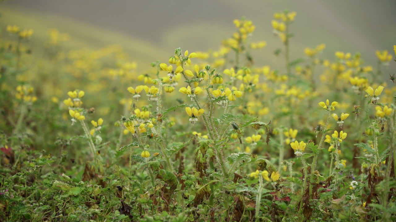 Closeup shot of a field of daisies in Lomas de Manzano, Pachacamac, Lima, Peru