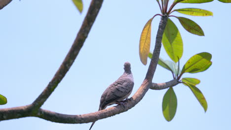 Dove-perched-on-tree-flying-off-in-slow-motion