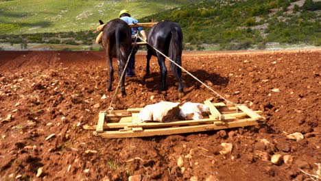 peasant with donkeys pulling an wood artisanal tool over brown field in balkans