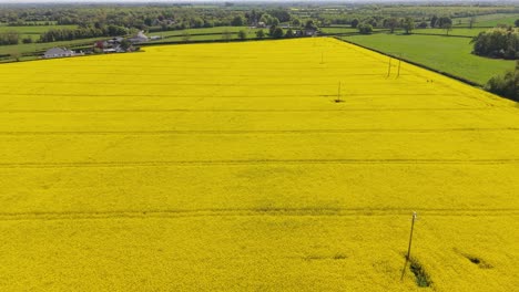 bright yellow rapeseed field, county meath ireland, wide aerial view on sunny spring day
