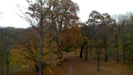 Luftaufnahme-Von-Bäumen-Im-Herbst-Im-Prater,-Wien,-österreich,-Die-Von-Den-Baumwipfeln-Bis-Zum-Boden-Absteigen