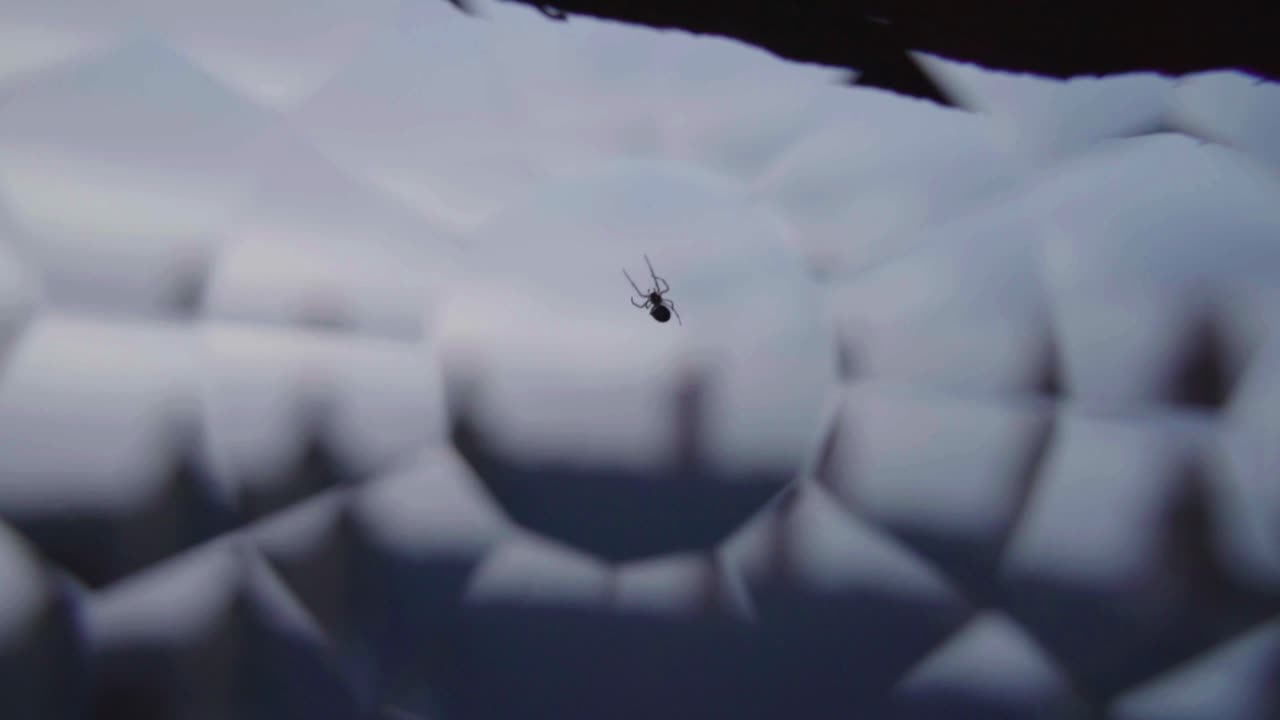 A small spider spins it's web