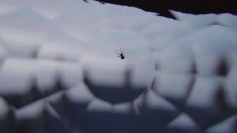 una pequeña araña hace su tela.