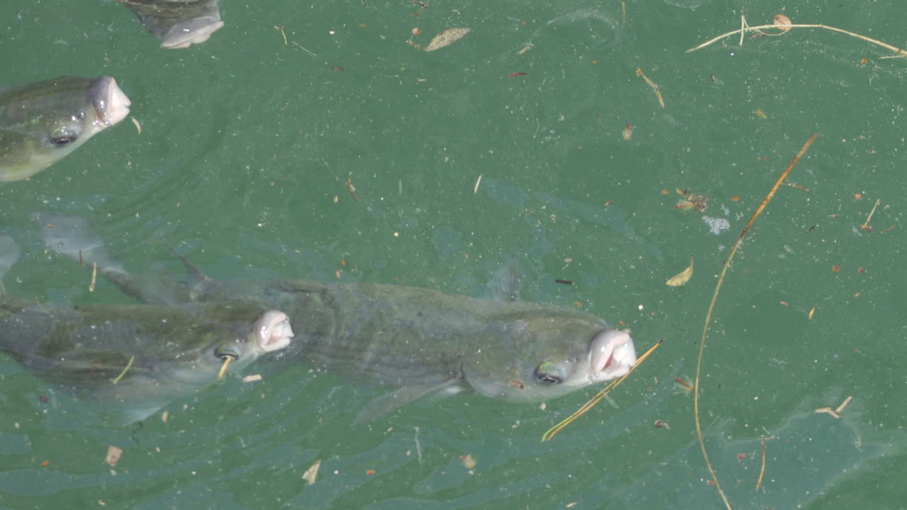 Close up of multiple fish swimming in the Mediterranean sea