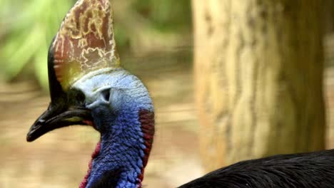 cassowary with prominent horn and blue plumage shakes head rapidly, blurred background