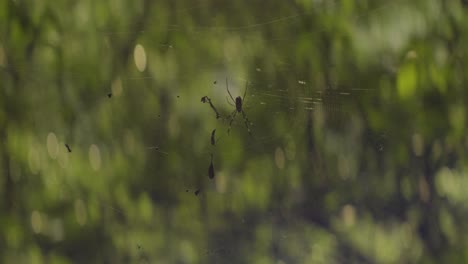 a tropical nephila pilipes or know as orb spider in the center of its web in a tropical forest of taiwan