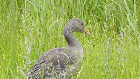 Family-of-Canadian-Greylag-geese-feeding-amongst-the-reedbeds-of-the-Lincolnshire-marshlands-and-enjoying-the-summer-sun