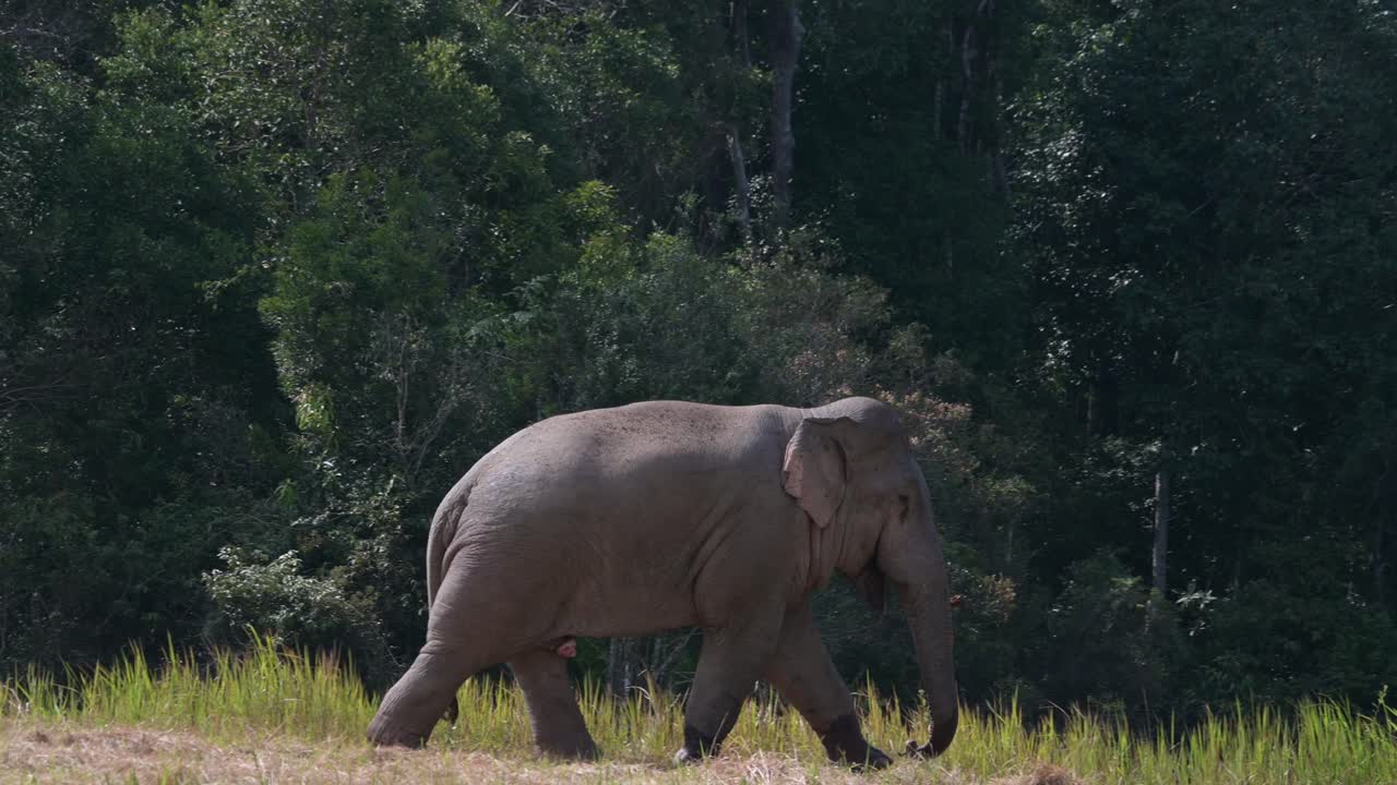 un gran elefante adulto que se mueve hacia la derecha como se ve fuera del bosque, el elefante indio elephas maximus indicus, tailandia