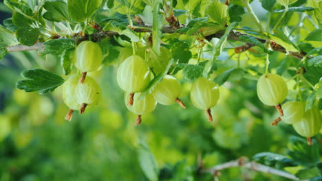 Zweig-Mit-Saftigen-Grünen-Beeren-Von-Stachelbeeren,-Vitaminen-Und-Gesunden-Früchten-4k-Video