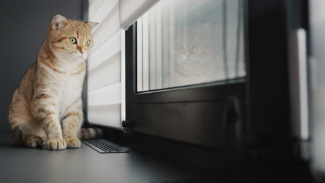 Cute-red-cat-sits-on-the-windowsill-by-the-window