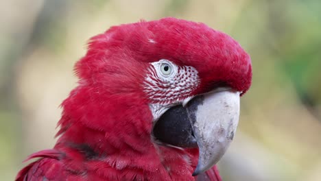 pretty red colored ara chloropterus macaw in jungle looking at camera,macro view