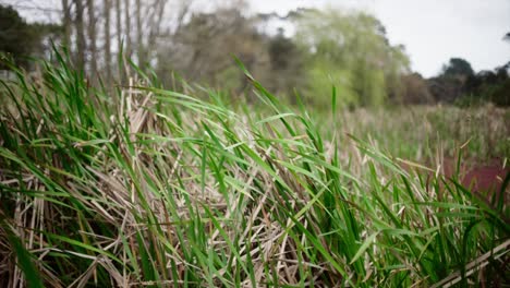 panorámica en cámara lenta de izquierda a derecha en la naturaleza