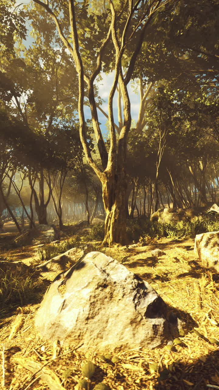 Morning light filters through a lush forest creating a serene atmosphere