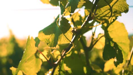 closeup zooming out shot of a vine at a vineyard in waipara, new zealand