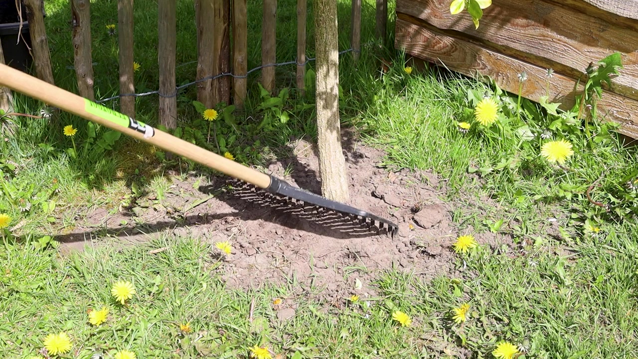 Video vom Rechen des Bodens neben einem kleinen Baum, der gerade gepflanzt wurde.