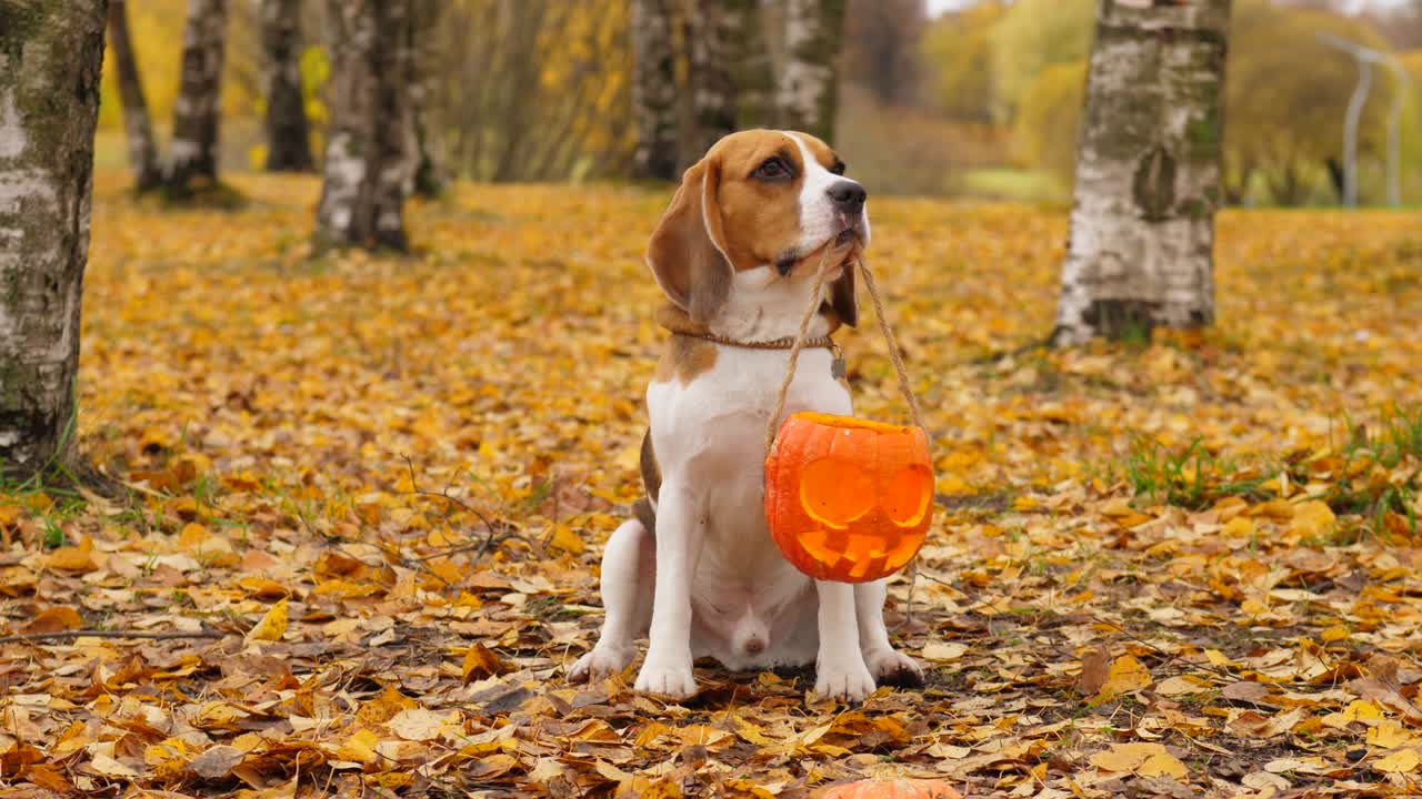 perro infeliz sentarse y sostener linterna de calabaza en las mandíbulas, mirar a su alrededor