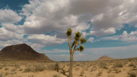 nubes de tormenta rodando y oscureciendo sobre un árbol de joshua en el desierto de mojave