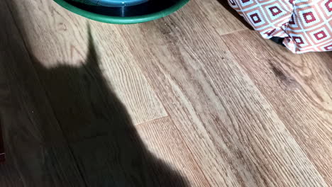 the dark silhouette of a house cat's head and ears is cast as a shadow on a sunlit wood-grain laminate floor, creating a sense of mystery and playfulness
