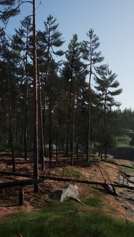 serene pine forest landscape