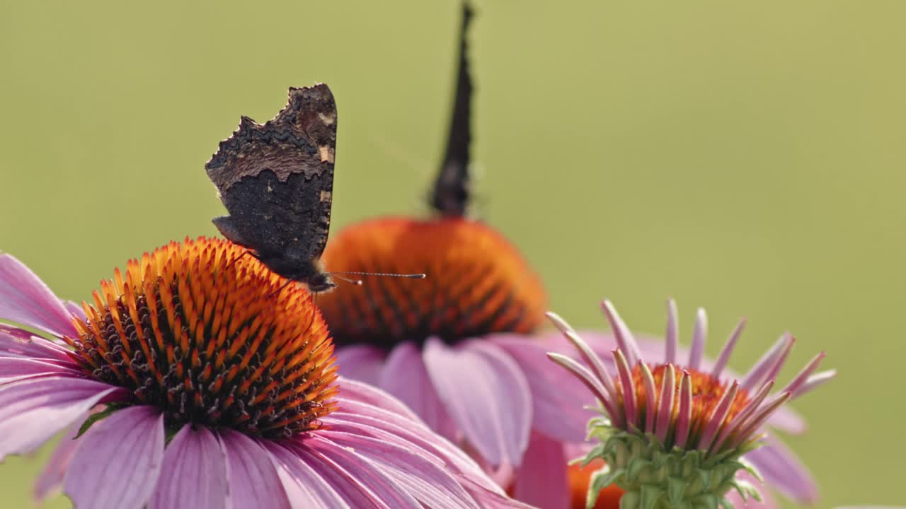 dos pequeñas mariposas de carey polinizando en coneflower naranja