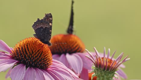 two small tortoiseshell butterflies pollinating in orange coneflower