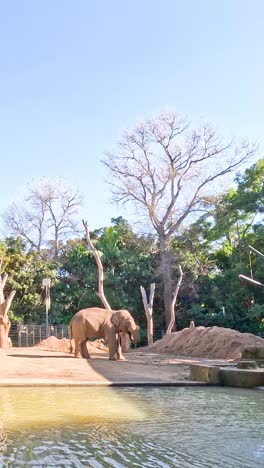 elefante disfrutando del agua en el recinto del zoológico