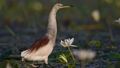 Closeup-of-Indian-Pond-heron-in-Morning