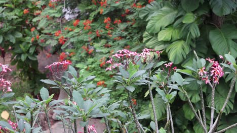 time-lapse of flowers blooming in a serene garden