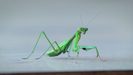 praying mantis swaying side to side with a missing leg on table, close up, daytime, maffra, gippsland, victoria, australia