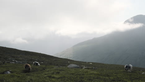 Beautiful-Scene-Of-Sheeps-Eating-Grass-In-The-Mountain-Of-Innerdalen-In-Romsdal-County,-Norway---handheld-shot