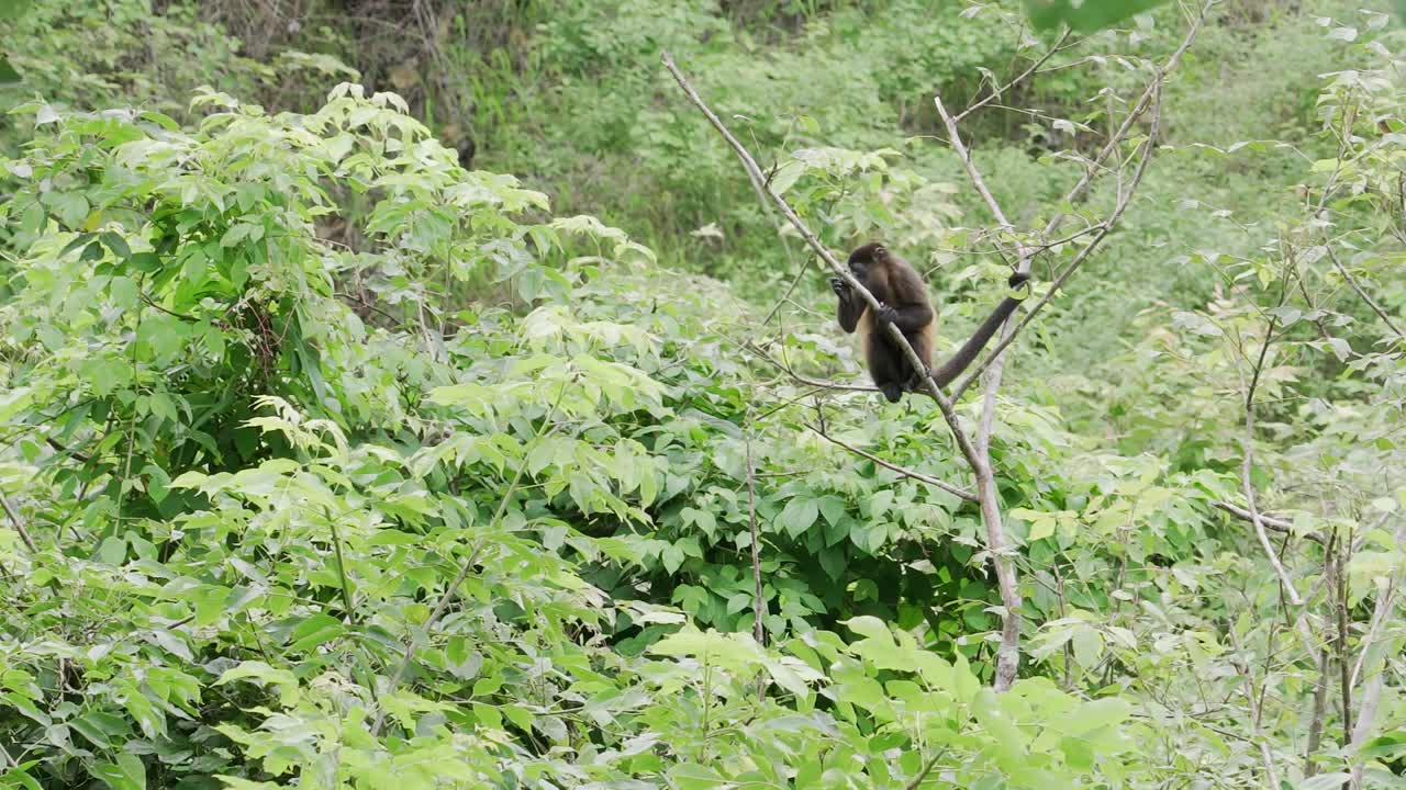 mono primate sentado en una rama en el bosque tropical de la jungla árbol, paisaje exótico naturaleza