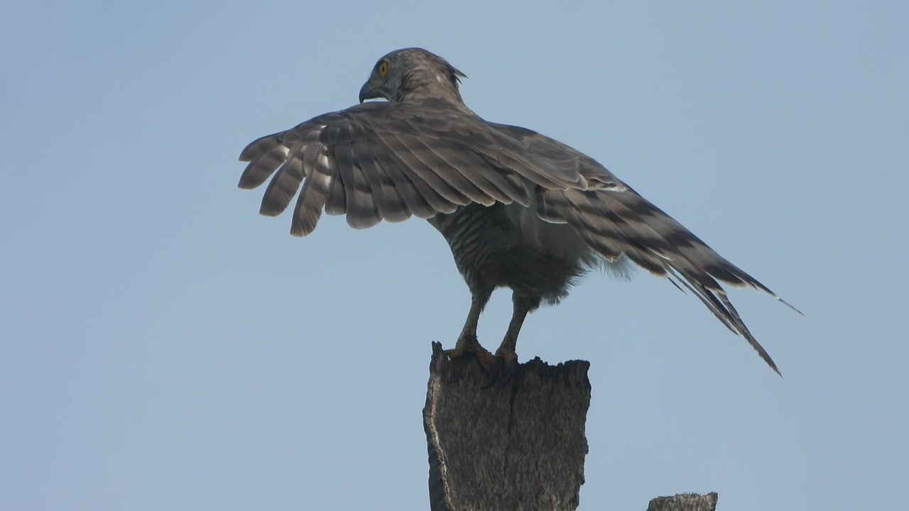 Bellissima aquila che si rilassa su un albero.