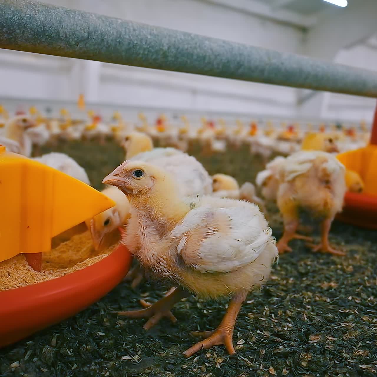 Chickens Feeding in a Poultry Farm